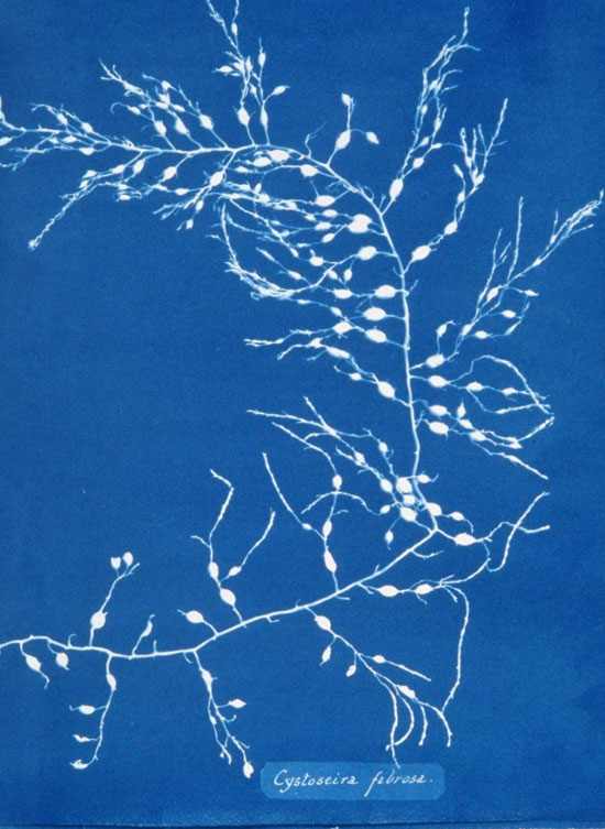 cyanotype anna atkins 1 
