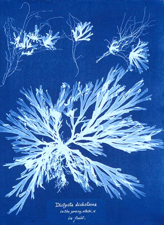 Apprendre une technique photo, le cyanotype 