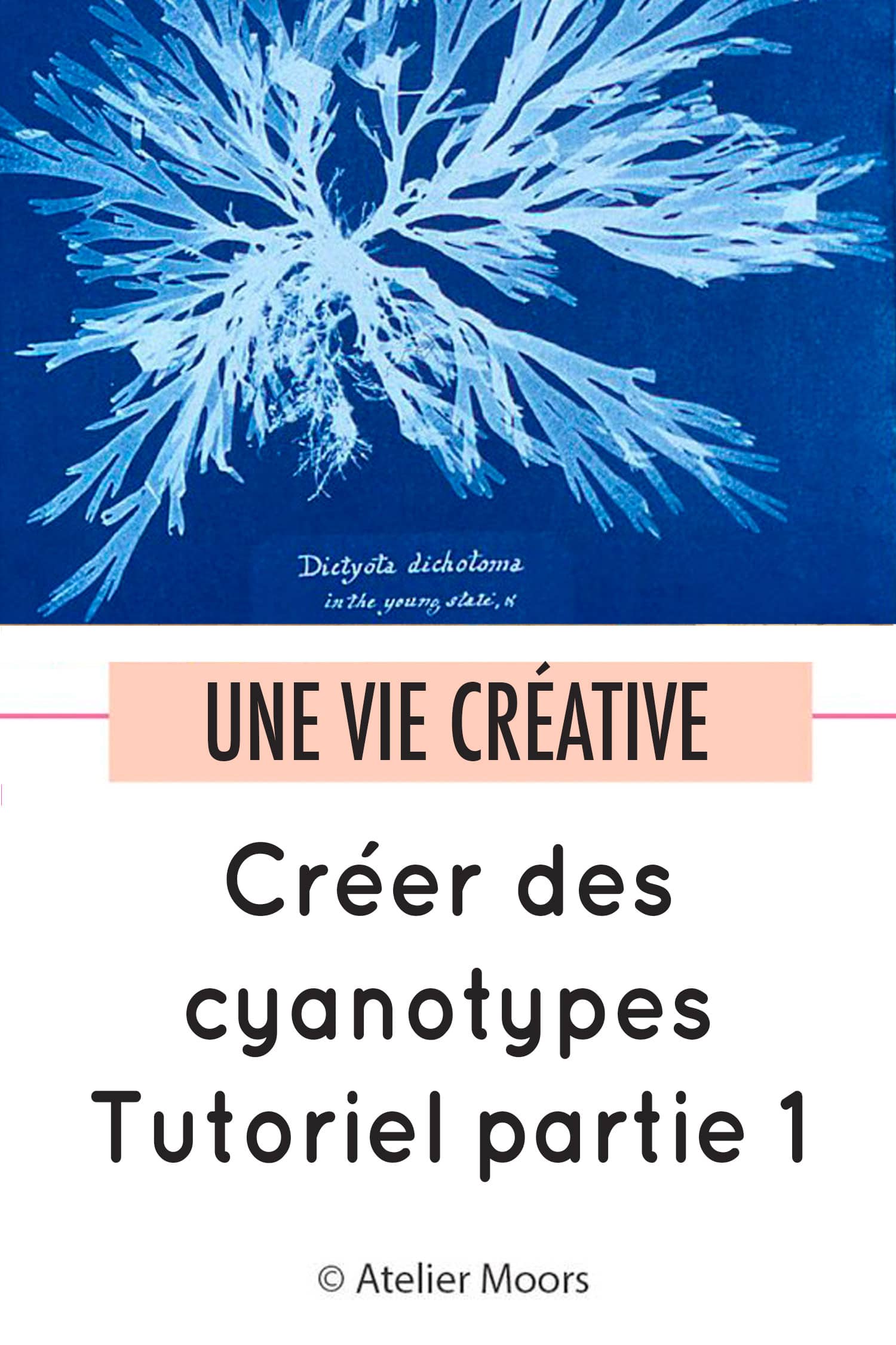 faire des cyanotypes partie 1 pinterest