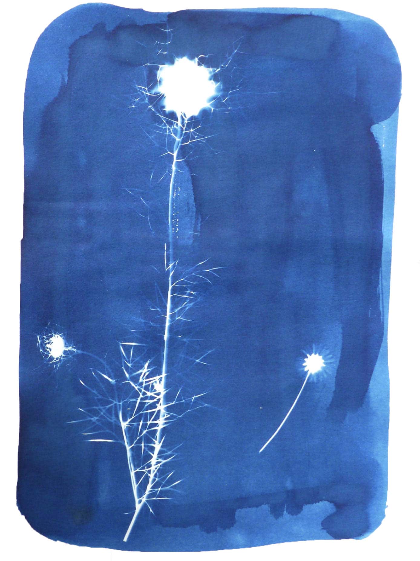 Cyanotype plante atelier moors